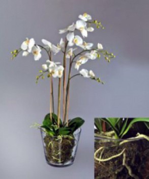 Орхидея Фаленопсис белая куст 40 см 1 ветвь в стекл.вазе с мхом, корнями, землей